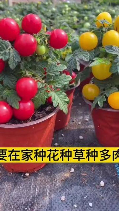 從種子到餐桌 家庭種植小番茄，打造優(yōu)質(zhì)農(nóng)產(chǎn)品新體驗(yàn)